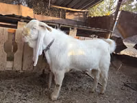 Ziegenbock, Gulabi goats — Foto 7