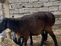 Qoʻchqor, Rhon sheep — 1-rasm