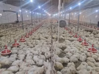 Chickens — Foto 2