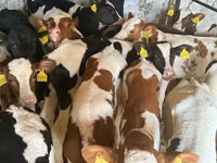 Rinder (Partie, Geschlecht nicht angegeben), Simmental cattle — Foto 8