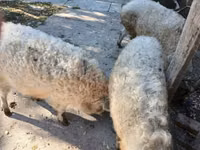 Schweine (Partie, Geschlecht nicht angegeben) — Foto 2
