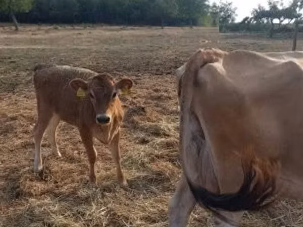 गाय, जर्सी नस्ल