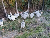 Brahma — foto 6