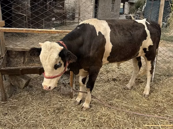 Bulle, Holstein-Rasse