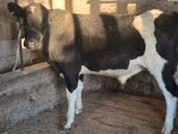Бұқа, Russian Black pied cattle — 1-сурет