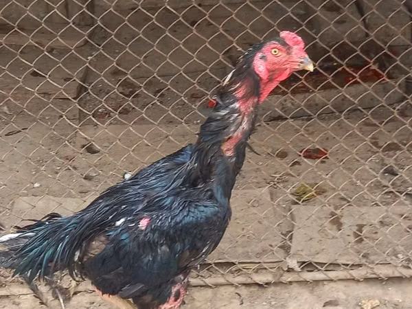 Chickens — أوزبكستان