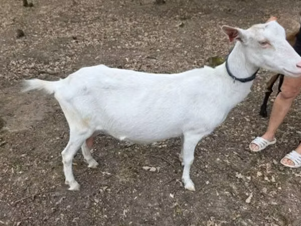 Ешкі, Saanen goat