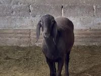 Sheep, Arashan sheep — photo 2