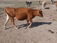 母牛, Cattle — 照片 2