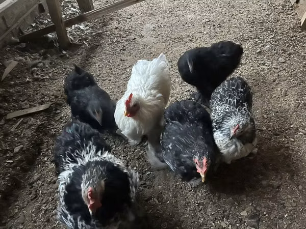 Chickens — Kirgisistan