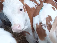 Toro, Simmental cattle — foto 1
