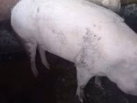 Schweine (Partie, Geschlecht nicht angegeben) — Foto 2