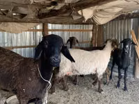 Schaf, Kazakh fat-tailed coarsewool sheep — Foto 3