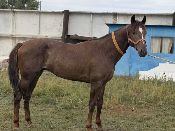 Hengst, Arabian horse