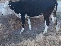Kuh, Holstein-Rasse — Foto 2