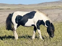 Aygʻir, Otlar — 3-rasm