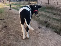 Bulle, Russian Black pied cattle — Foto 3