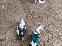 Geese — Foto 4