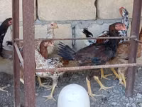 Chickens — 2-сурет