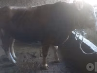 Toro, Vaca Limousin — foto 4