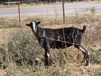 Теке, Alpine goat — 1-сурет
