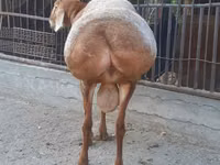 Qoʻchqor, Saryarka sheep — 4-rasm