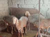 Schaf, Afghan Arabi sheep — Foto 1