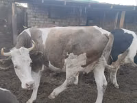 Vaca, Simmental cattle — foto 6