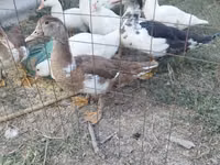 pato criollo doméstico — foto 2