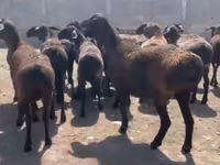 نعجة, Hissar sheep — الصورة 2