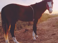 Caballo, Caballos — foto 1