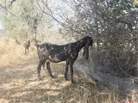 تيس, Nubian Goat — الصورة 5
