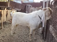 Ziegenbock, Gulabi goats — Foto 2