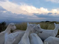 Cabro, Saanen goat — foto 6