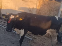 Kuh, Wilder Yak — Foto 1