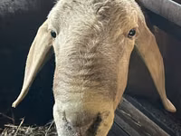 Ram, Arashan sheep — photo 2