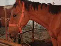 Caballo, Manipuri pony — foto 7