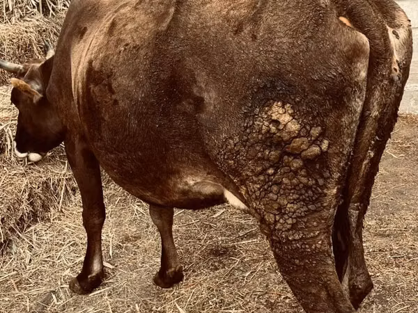 母牛, Cattle — 吉尔吉斯斯坦