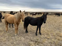 Caballo, Caballos — foto 2