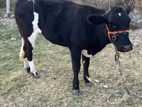 Kuh, Latvian Blue cattle — Foto 1