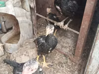 Chickens — 4-сурет