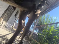 Sigir, Swiss cattle — 2-rasm