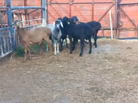 Widder, Hissar sheep — Foto 1