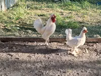 Chickens — 2-сурет