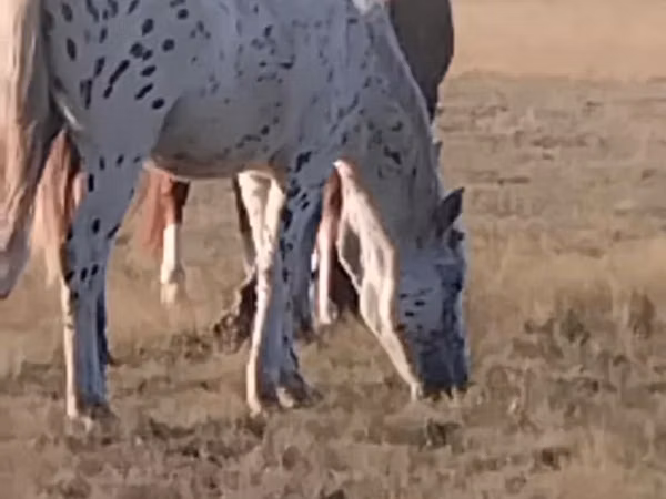 Hengst, Priob horse