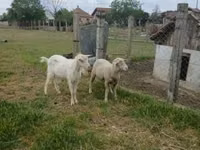 كبش, Merino sheep — الصورة 3