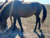 Stute, Kazakh horse — Foto 2