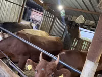 Cow, Cattle — photo 5