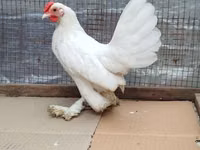 Chickens — Foto 2