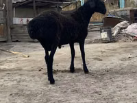 كبش, Hissar sheep — الصورة 3